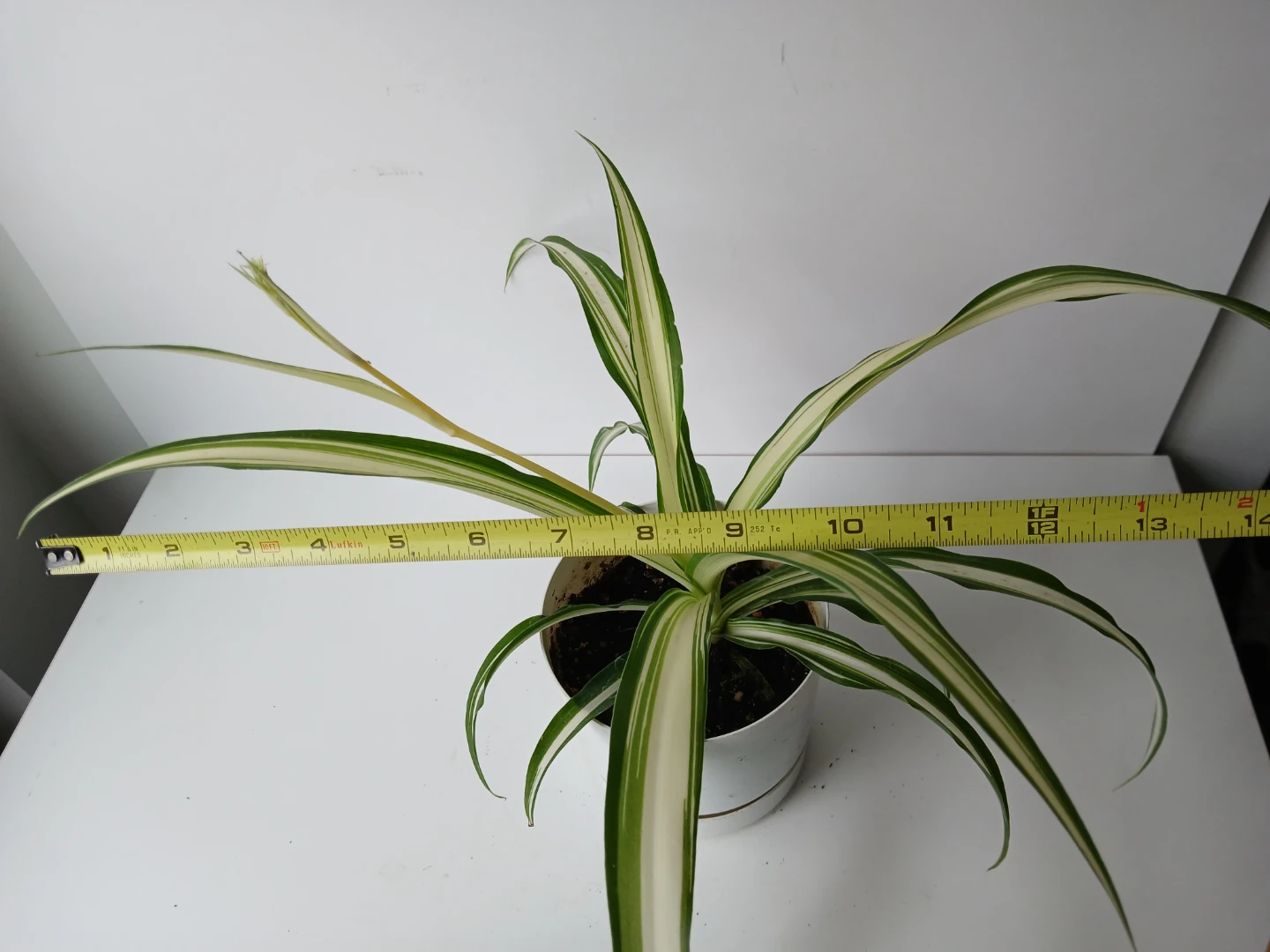 Spider Plant in White Pot. It's available! - photo 4