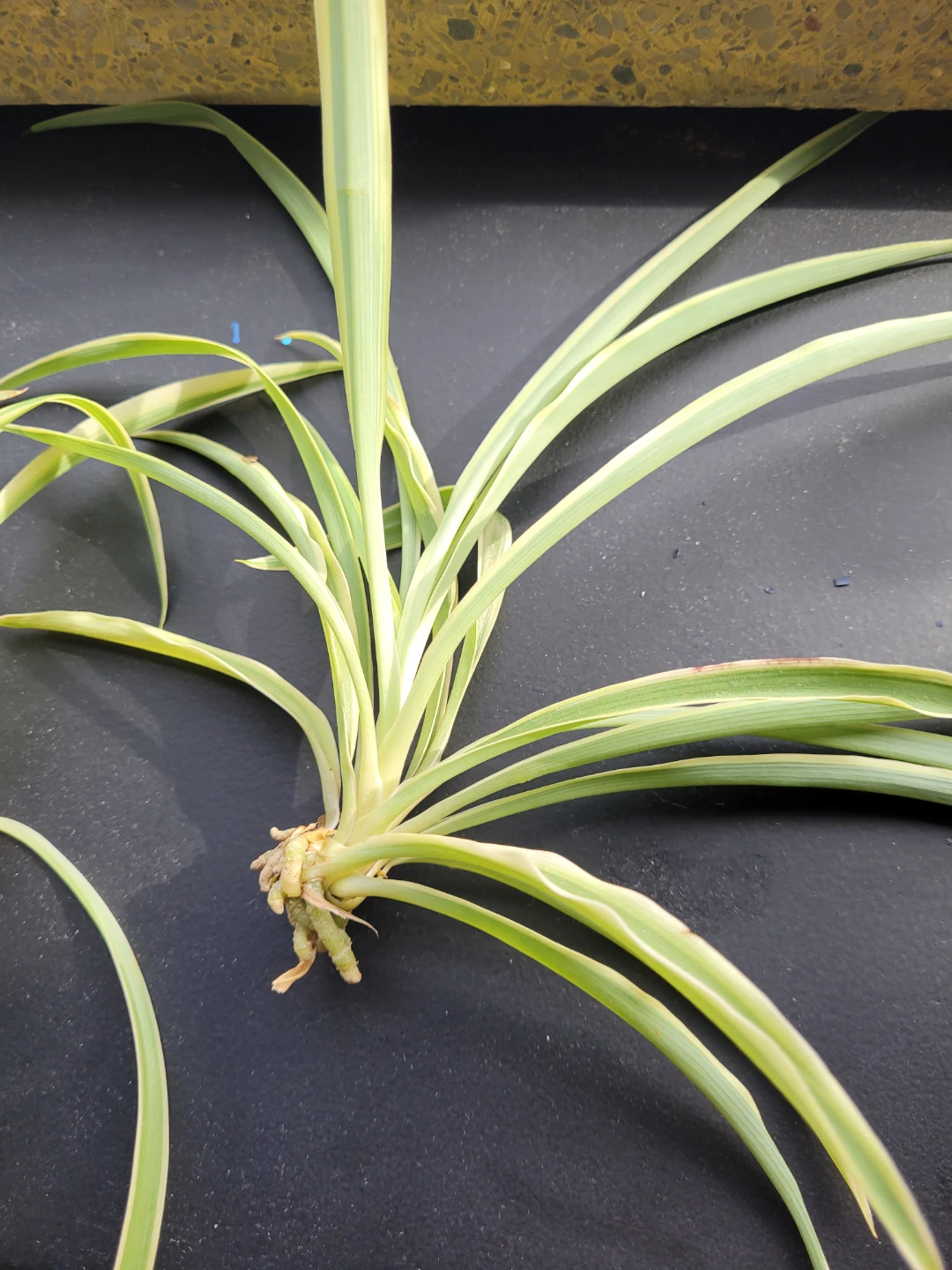 Variegated Spider Plant Offsets - photo 2