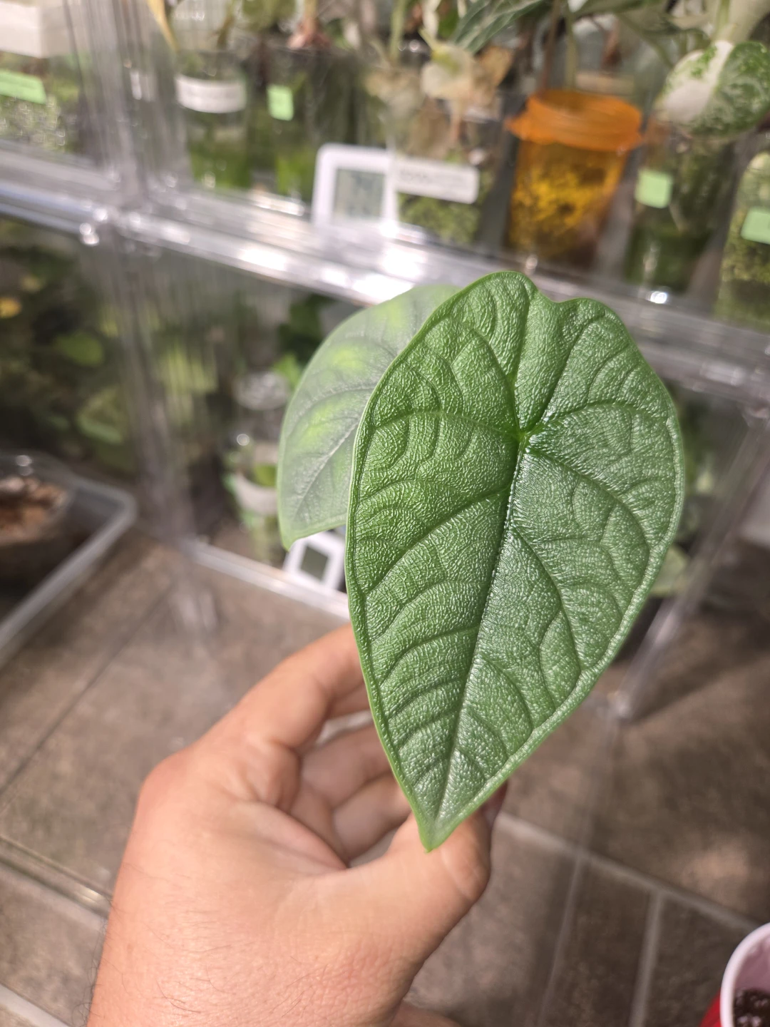 Alocasia Maharani Starter Plant - photo 2