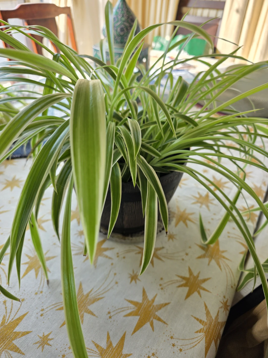 Large Healthy Spider Plant in Pot - photo 5