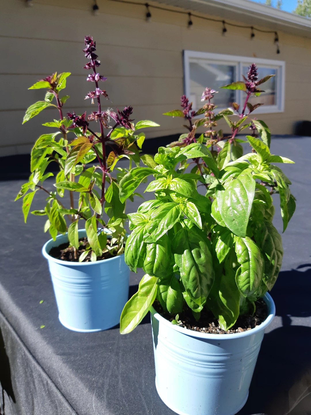 Scented basil plants