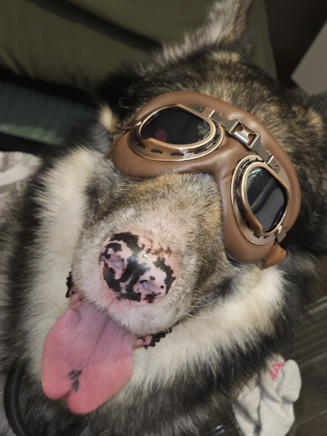 Vintage-Style Pet Goggles (small-med size) - photo 3