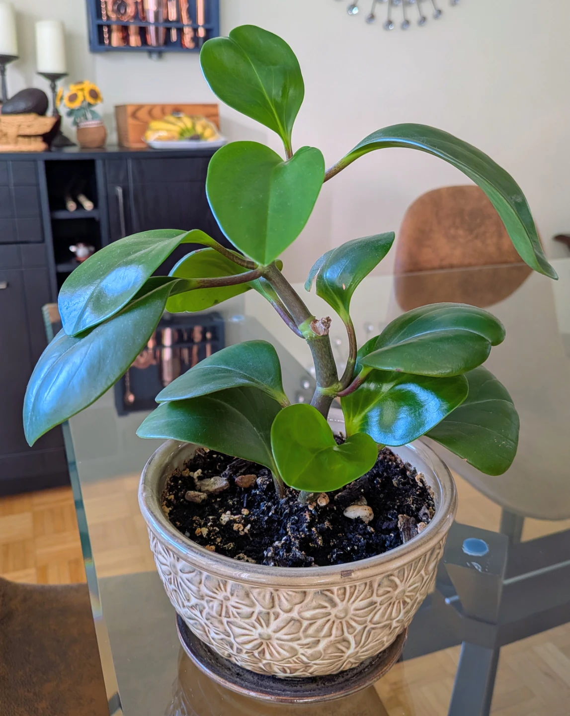 Peperomia obtusifolia in decorative pot - photo 2