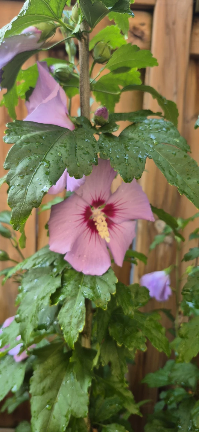 Perennial plants for sale - photo 3