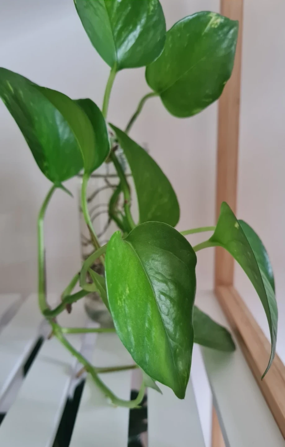 Healthy Golden Pothos Rooted in water! 🌱🌱 - photo 3