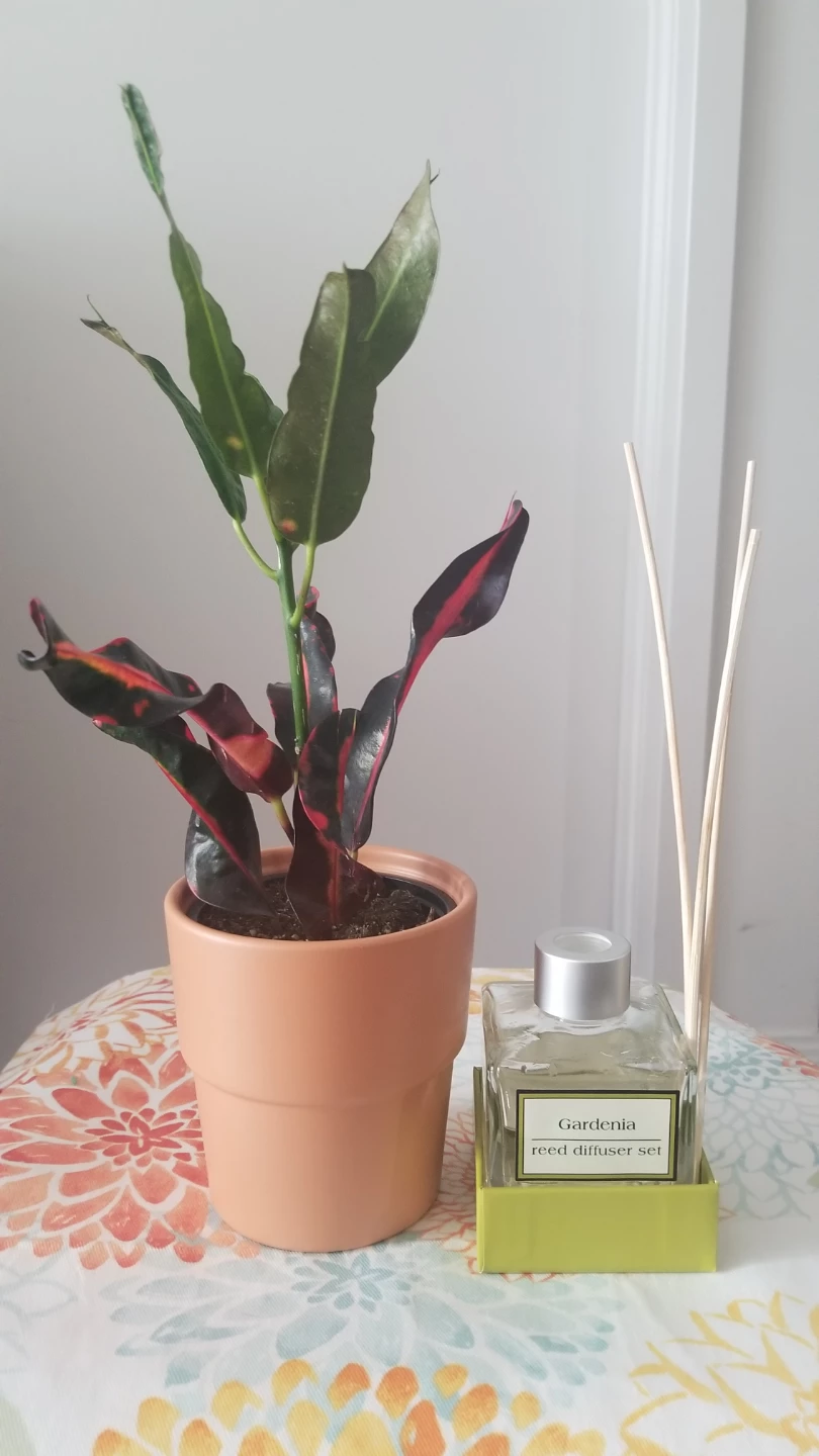 Croton plant+ Ceramic Pot and Gardenia reed diffuser set