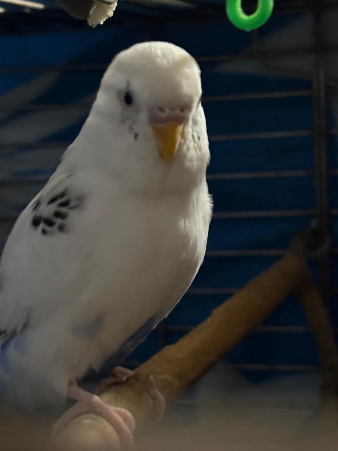 Budgie Bird Cage - photo 2