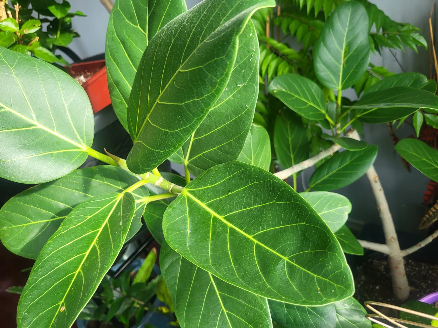 Assorted Indoor Potted Plants - photo 2