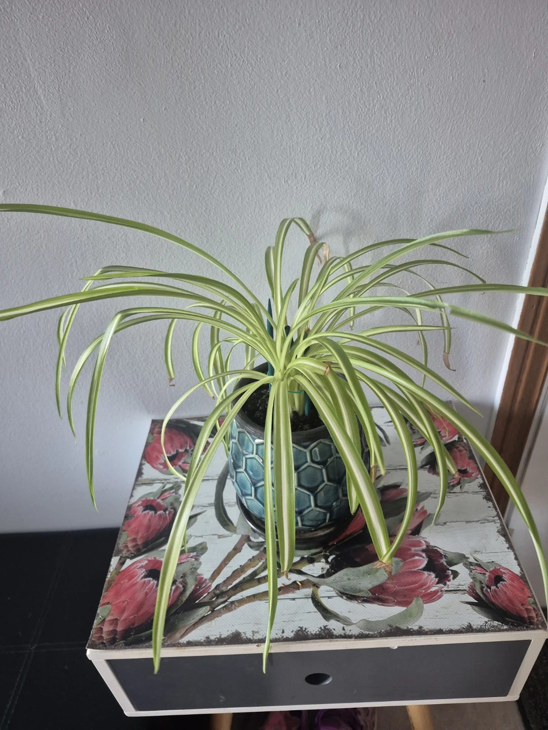 Spider plant