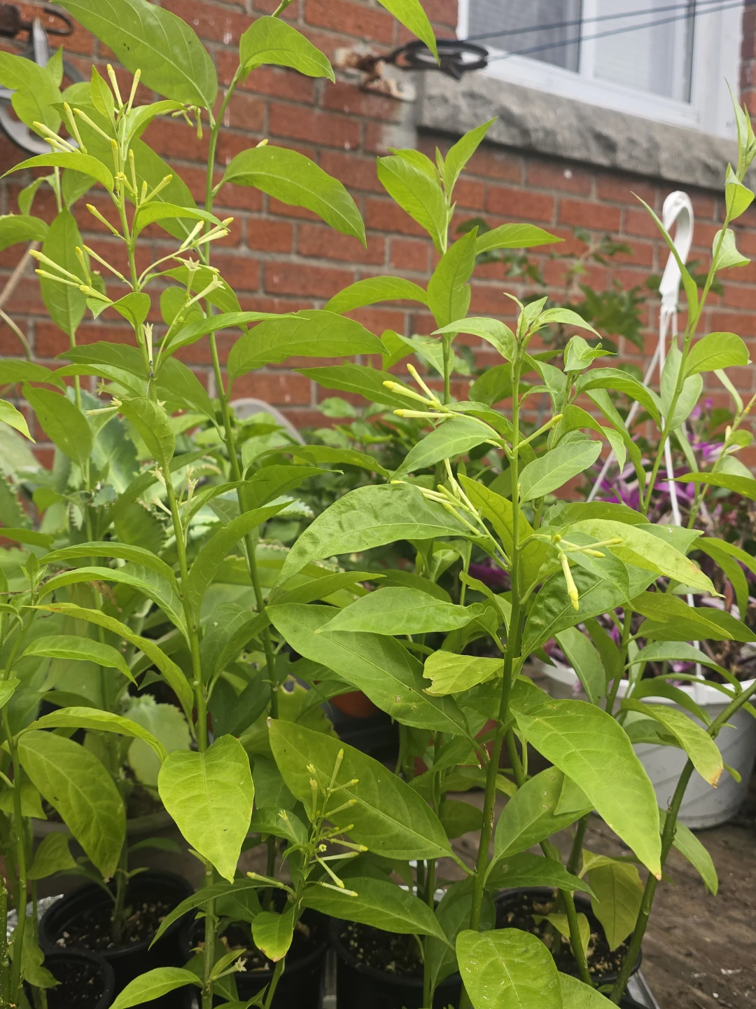 Night Blooming Jasmine Potted Plant - photo 5