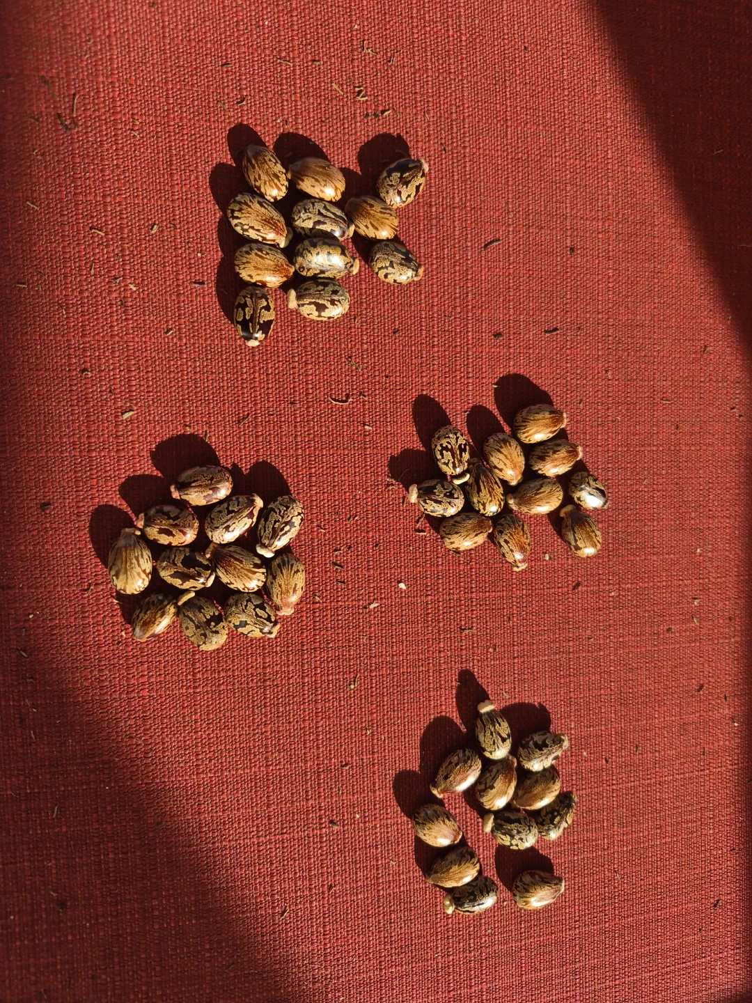 Castor Bean Plant - photo 4