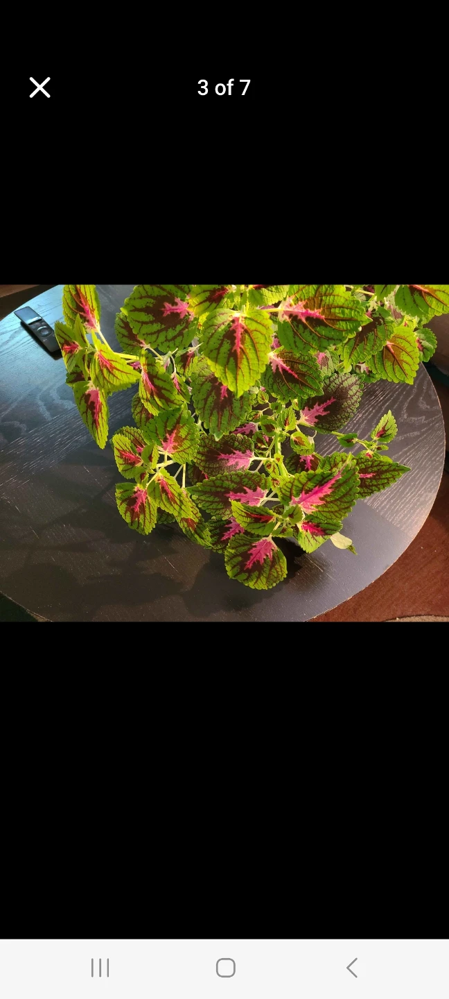 Huge Coleus plant with vibrant green and purple leaves - photo 3