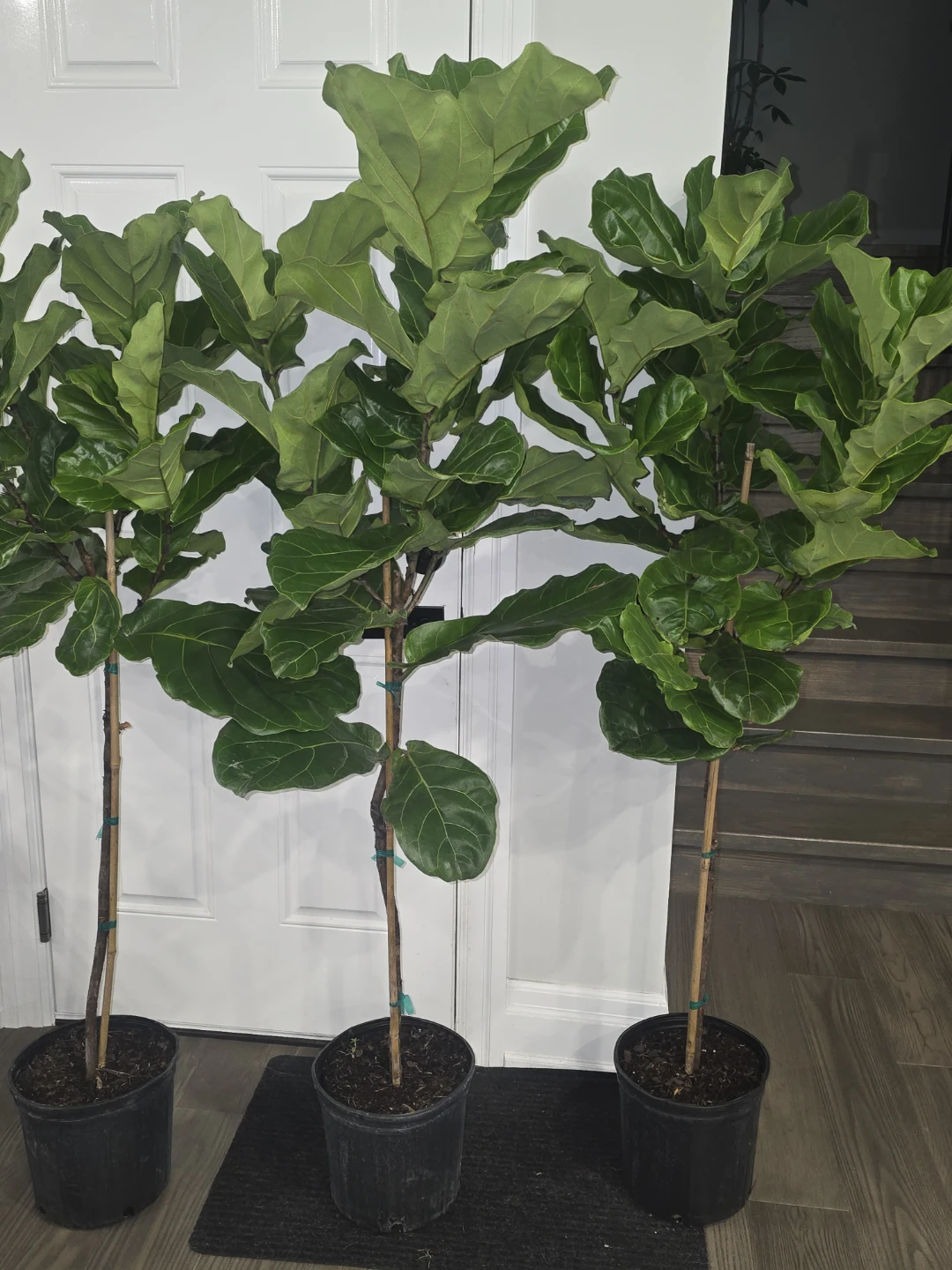 Fiddle Leaf Fig Trees - - photo 2