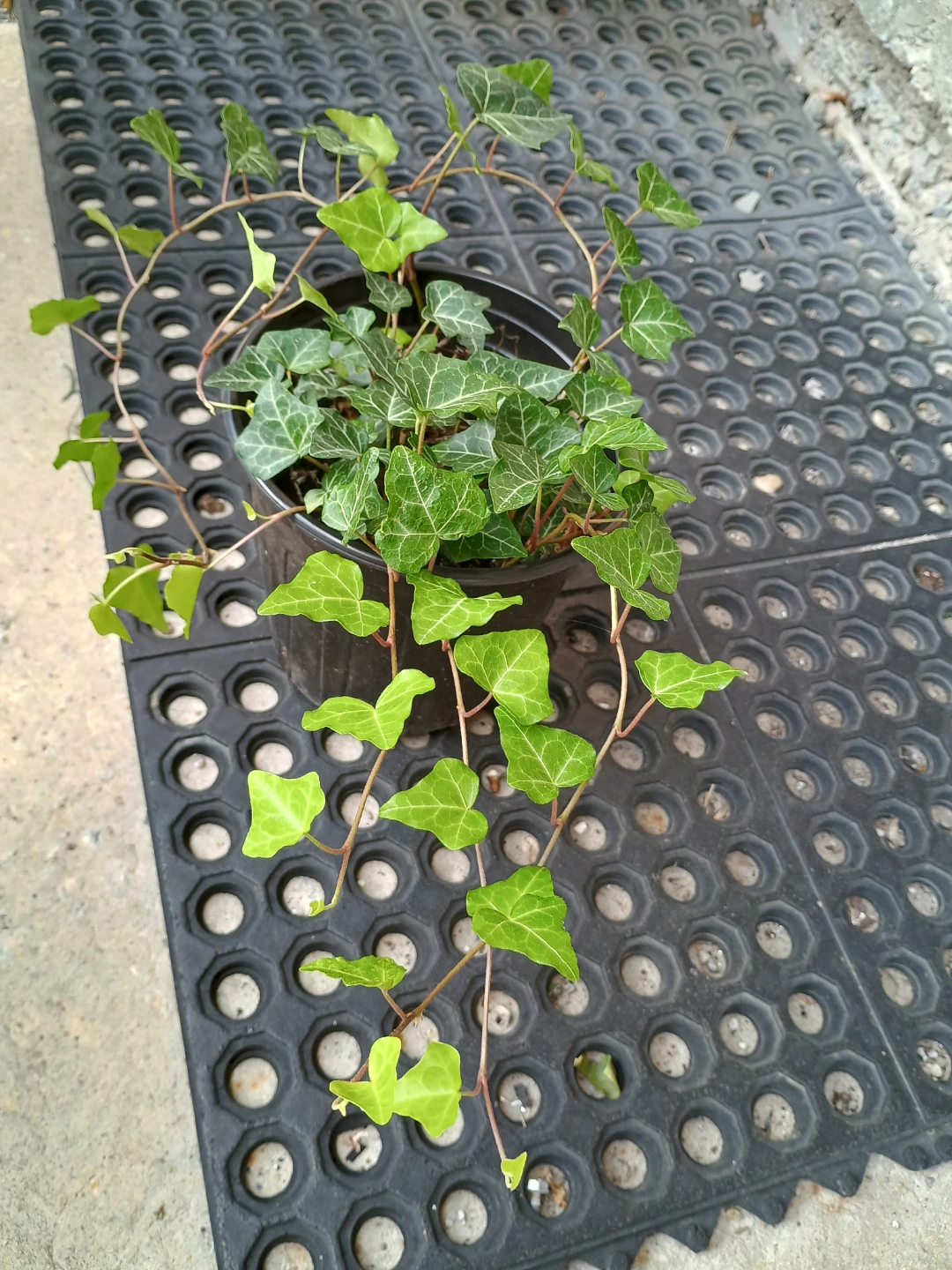 Potted English Ivy Plants