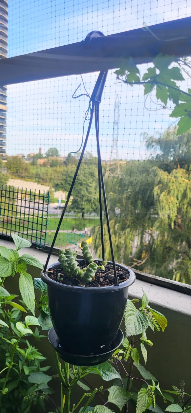 Crassula Marinela - photo 4