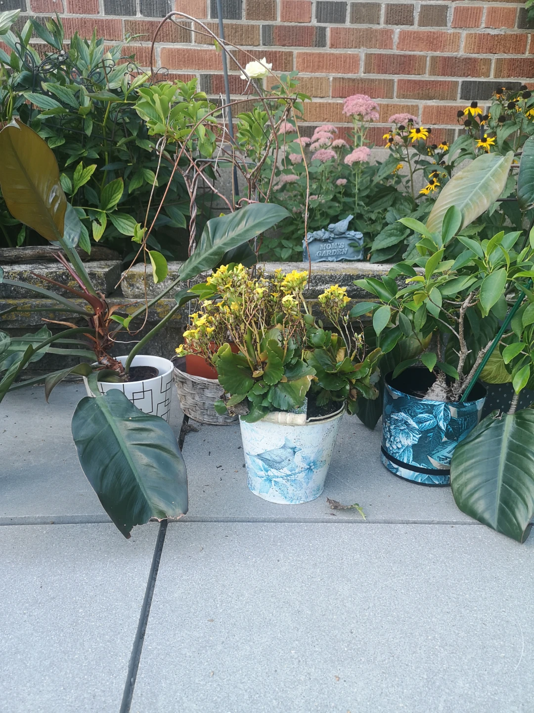 5 plants in pots FREE