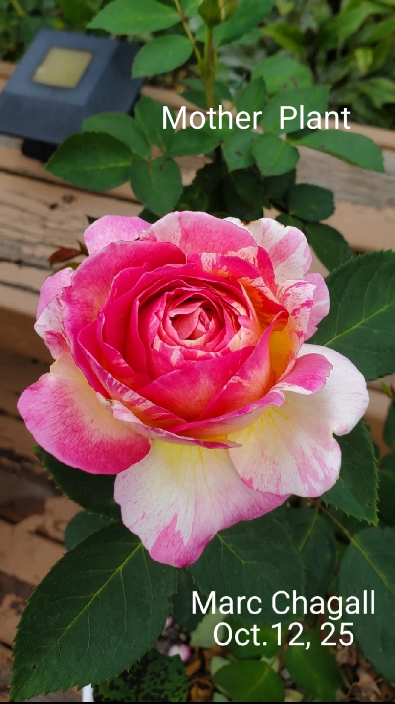 Rose - Marc Chagall - photo 3