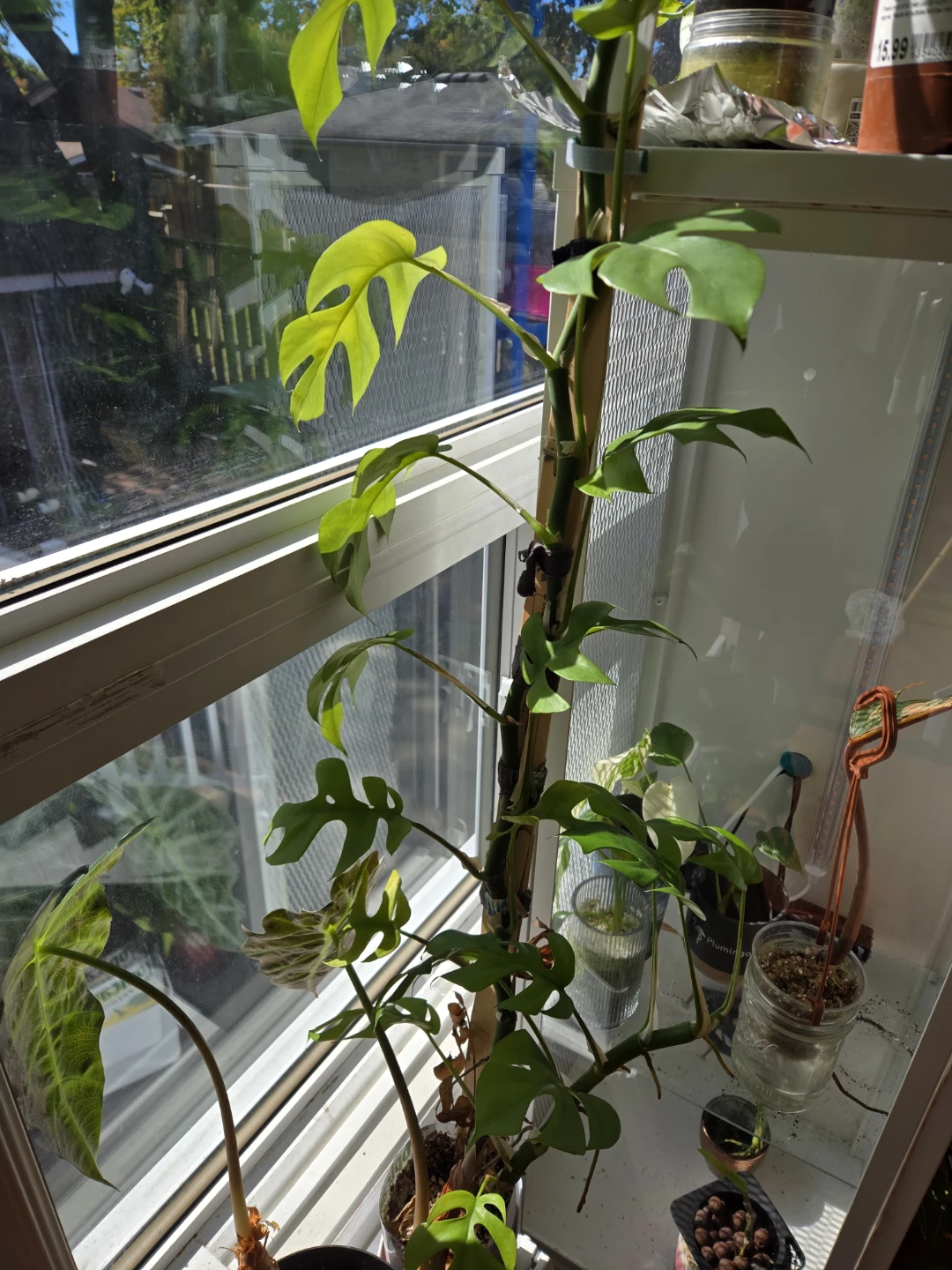 Mini monstera cutting - photo 4