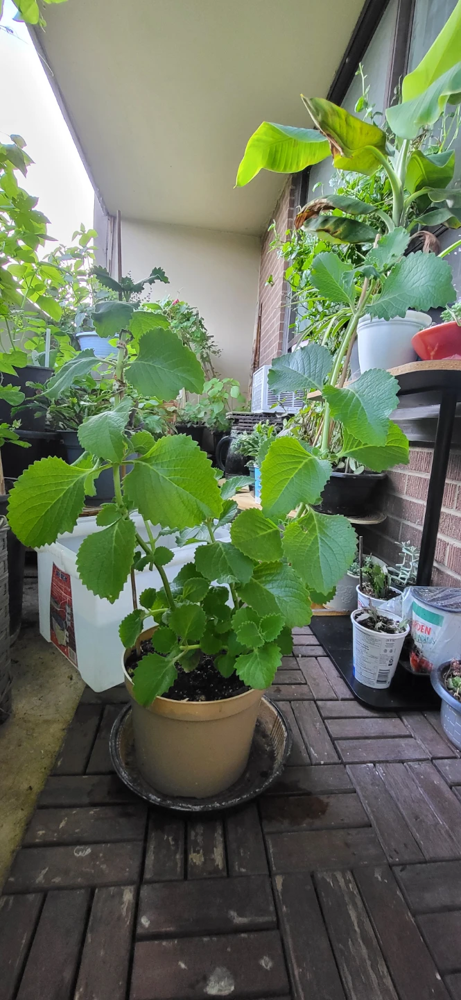 Mexican Mint/ Tần dày lá