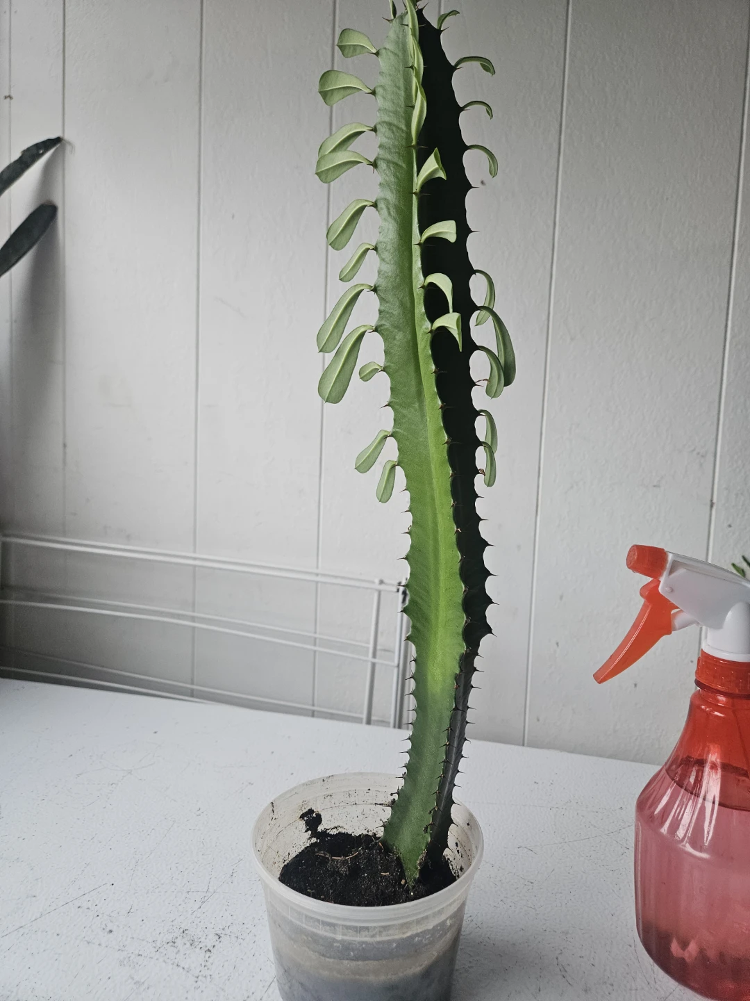 Euphorbia Trigona Cactus - photo 5