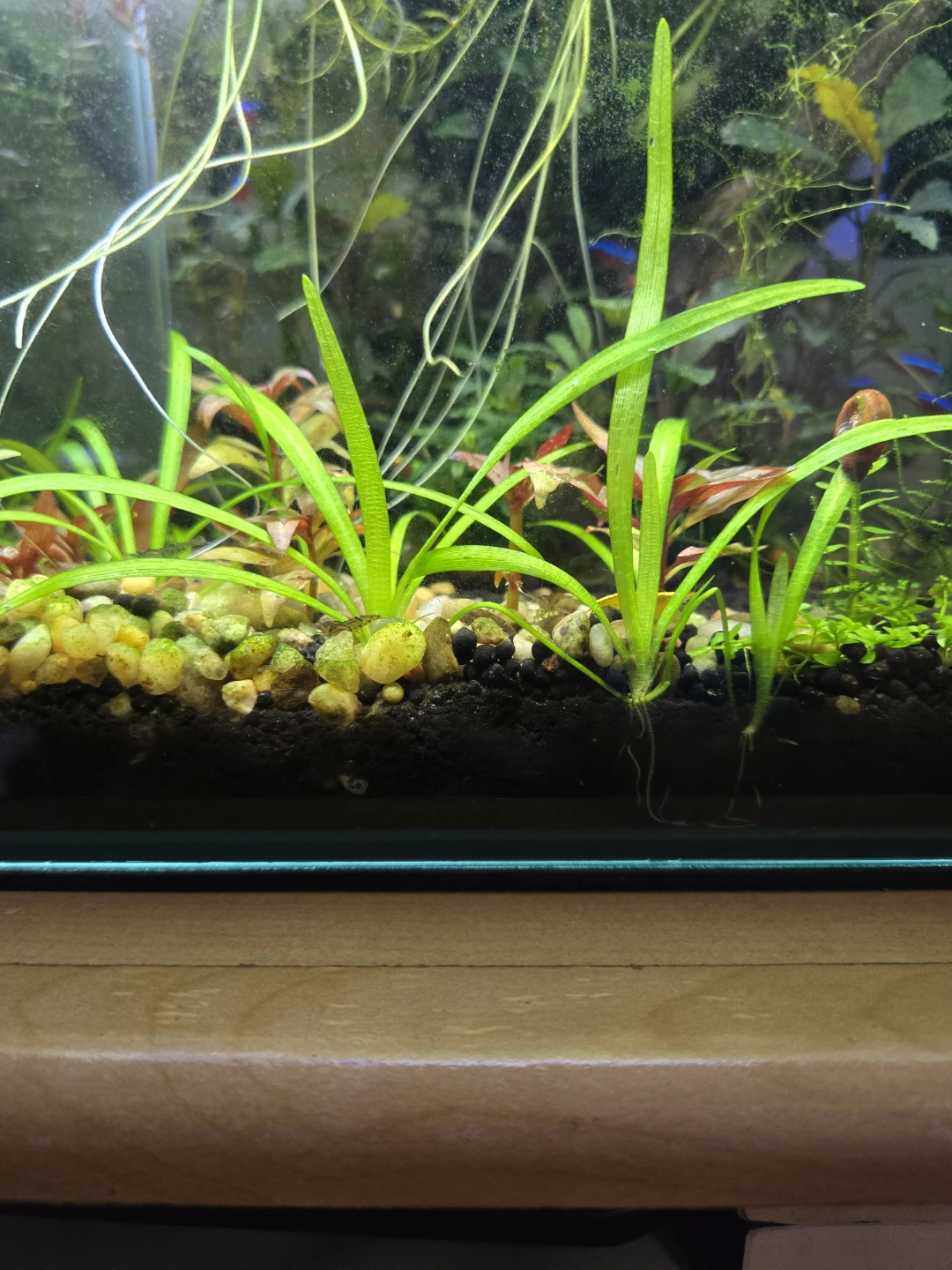 Drawf sag, Rotala red, Pearlweed