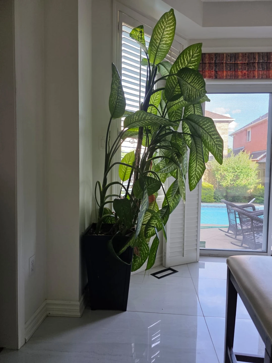 Large Dieffenbachia plant in tall black planter - photo 2