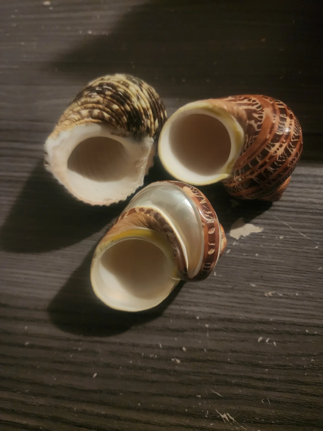 Decorative Seashells - photo 2
