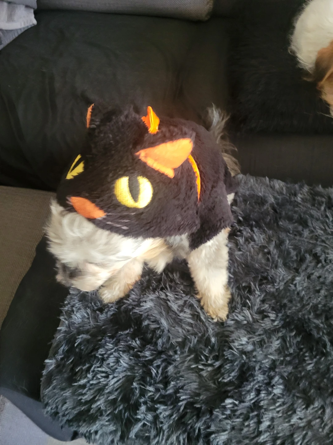 Pet Costume (Medium) - photo 5