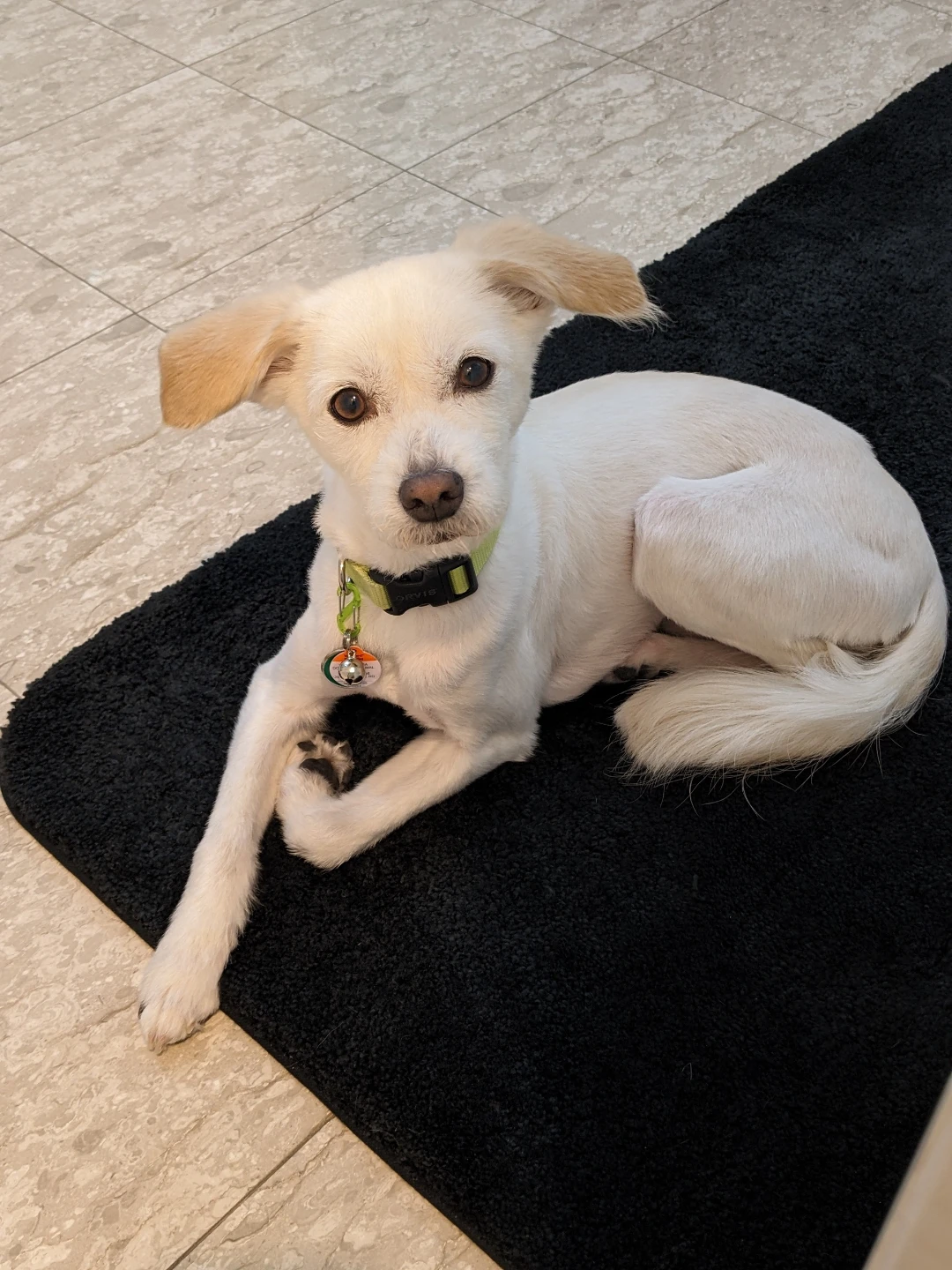 LOST DOG - photo 3