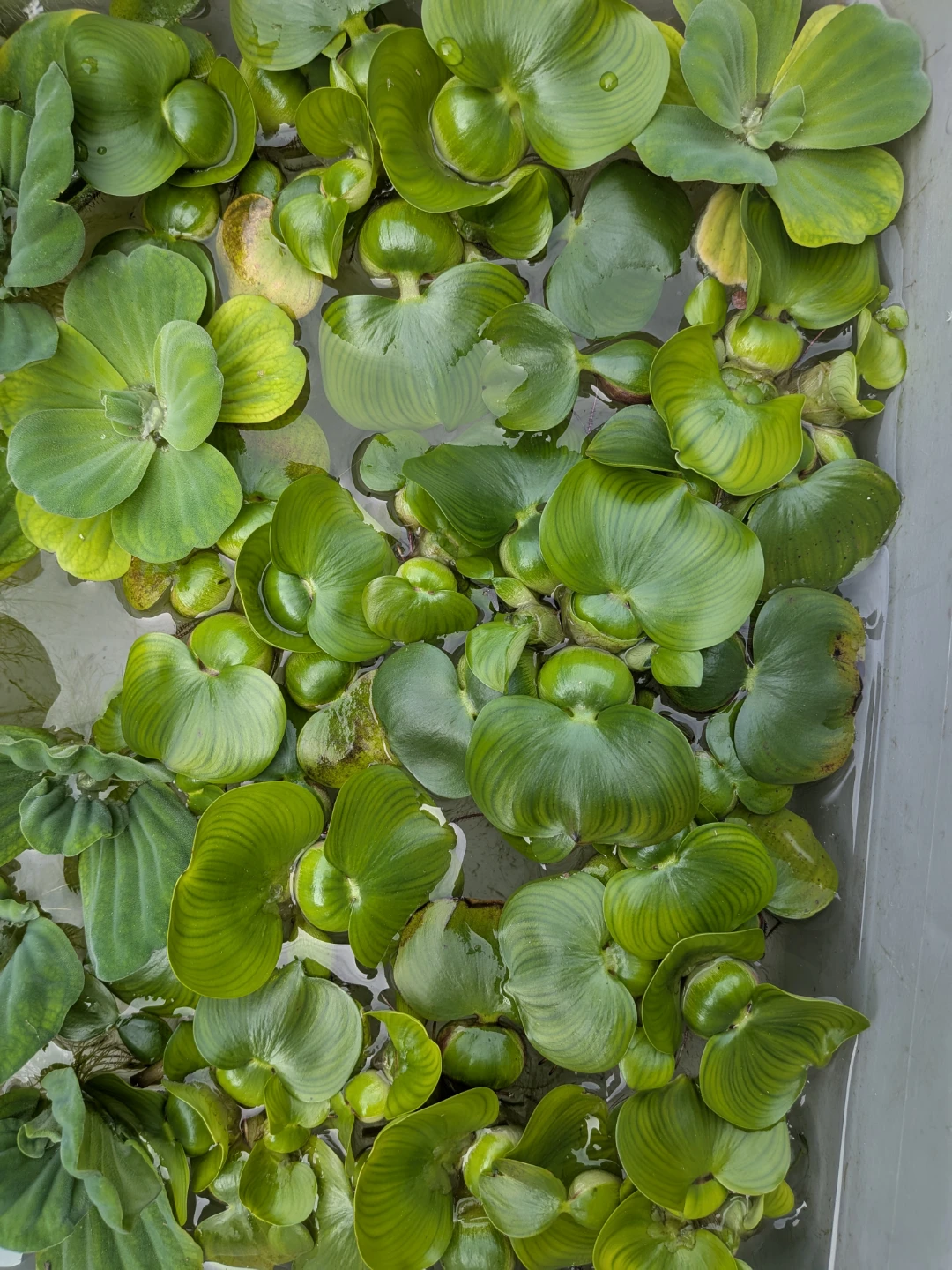 Water Hyacinth Plants (5 for $5)