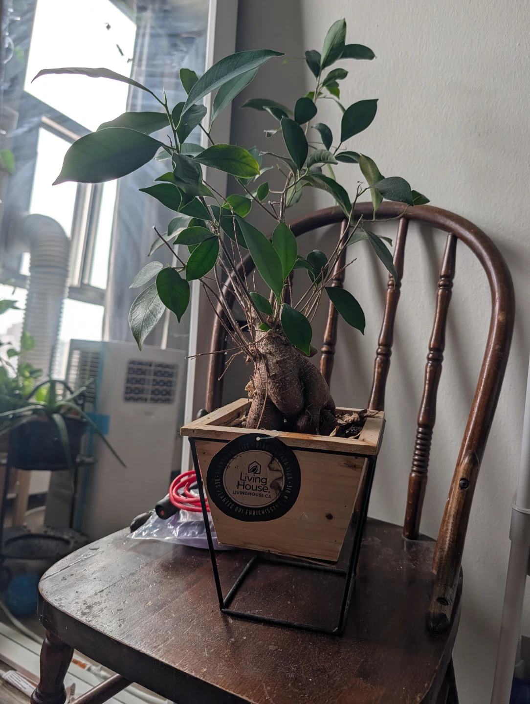 Living House Bonsai Tree in Wooden Pot - photo 2