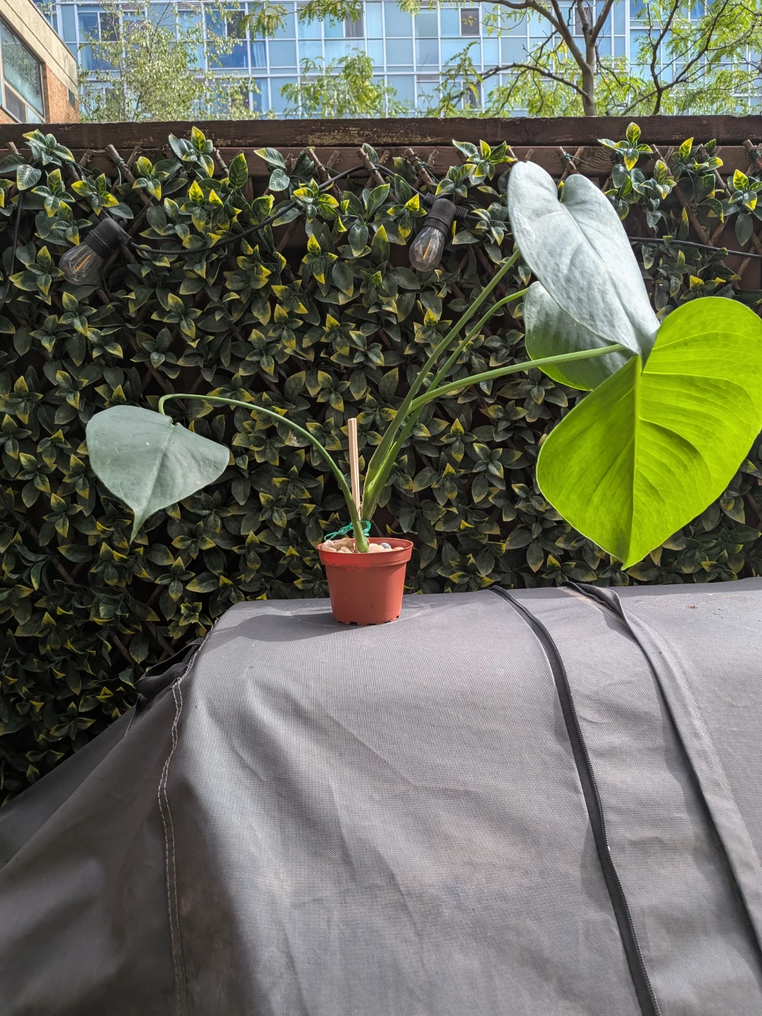 🌿Young Monstera Deliciosa Houseplant