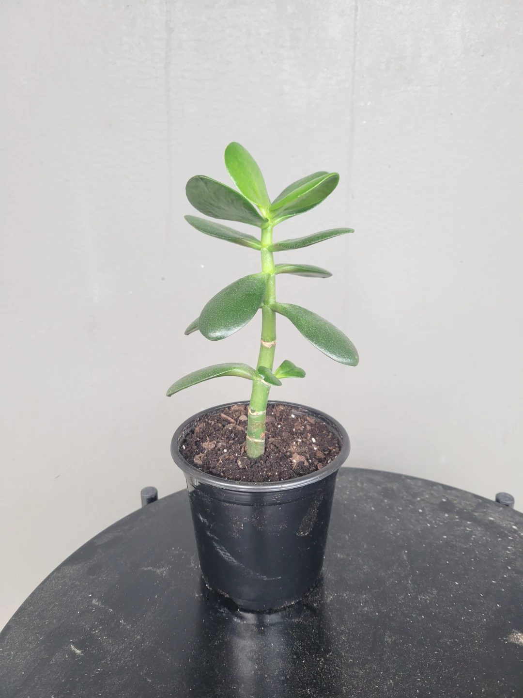Healthy jade plant - photo 2