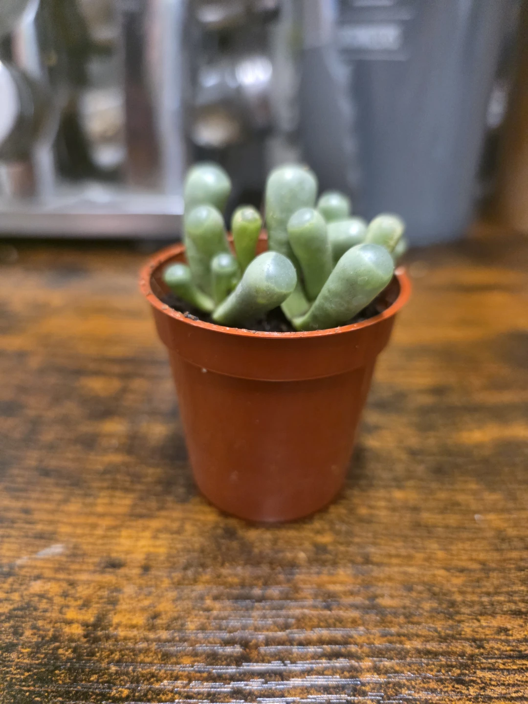 Baby Toes Succulent - photo 2