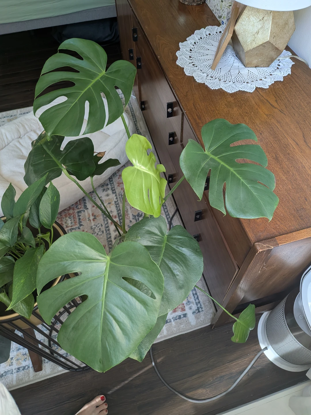 🌿Monstera Deliciosa Plant - photo 5