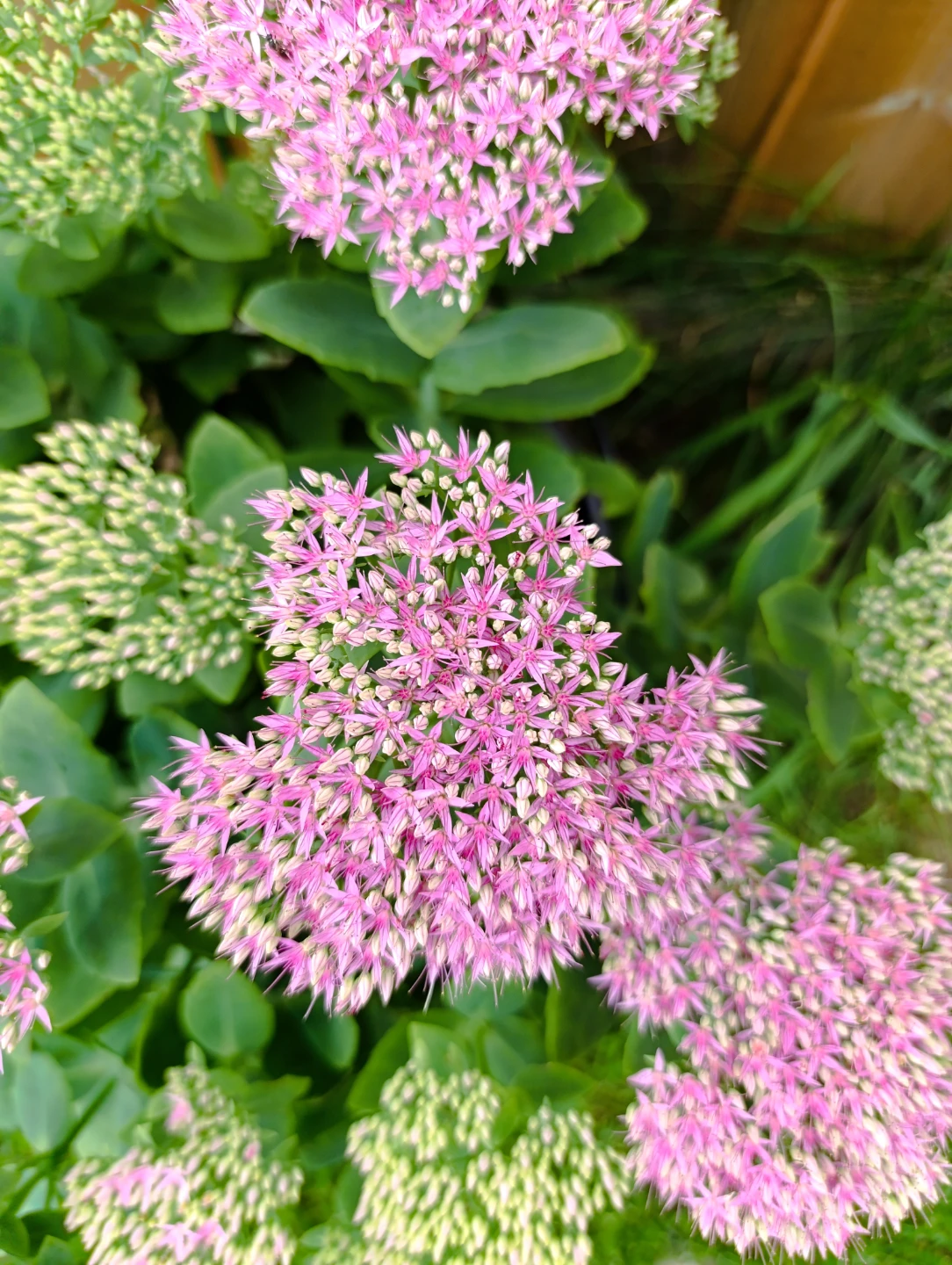 Healthy Sedum Plant - photo 3