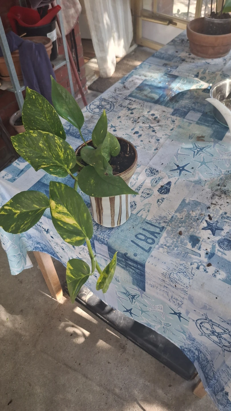 Pothos Plant in Striped Pot