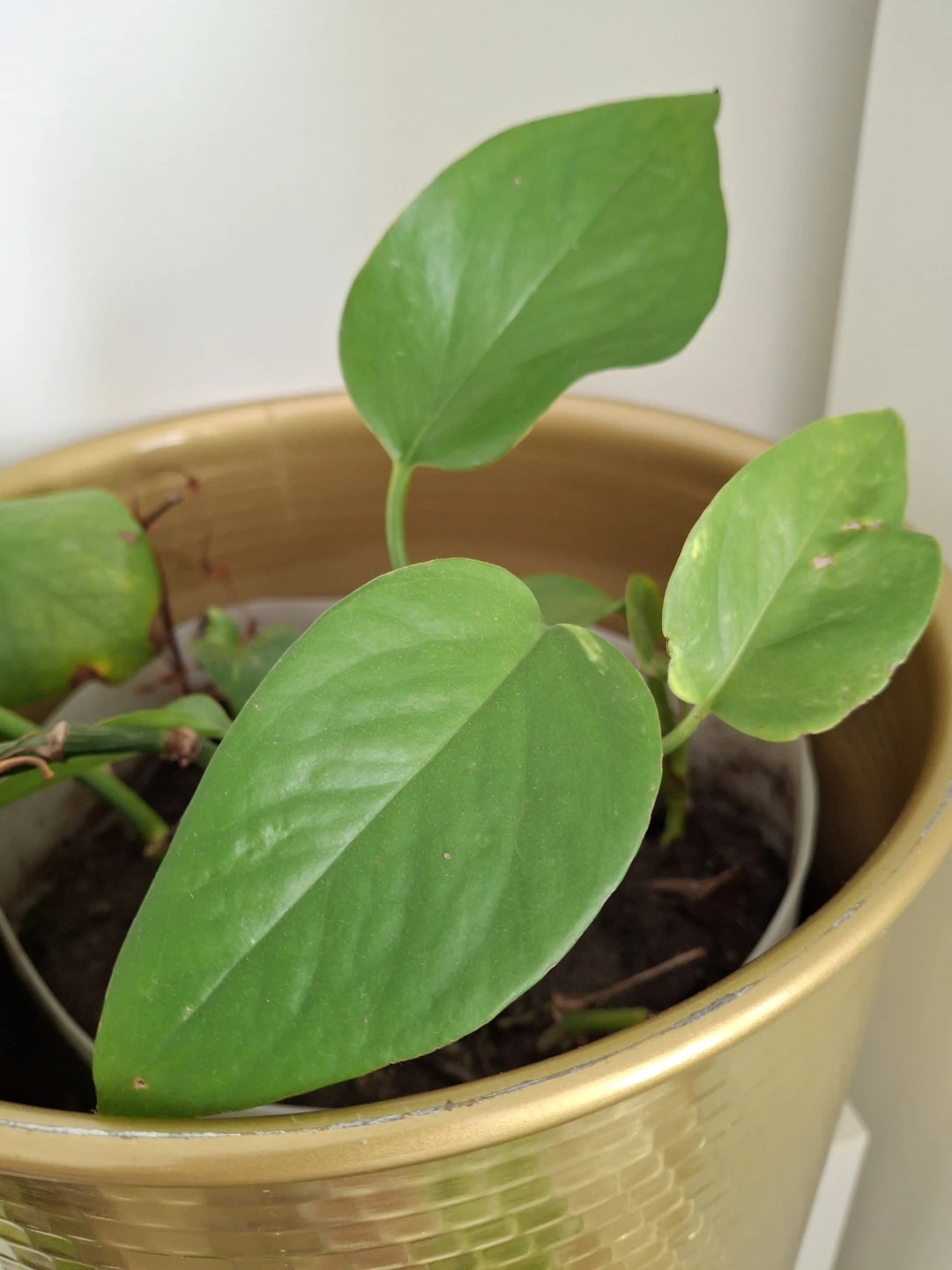 Trailing Golden Pothos Plant - photo 4