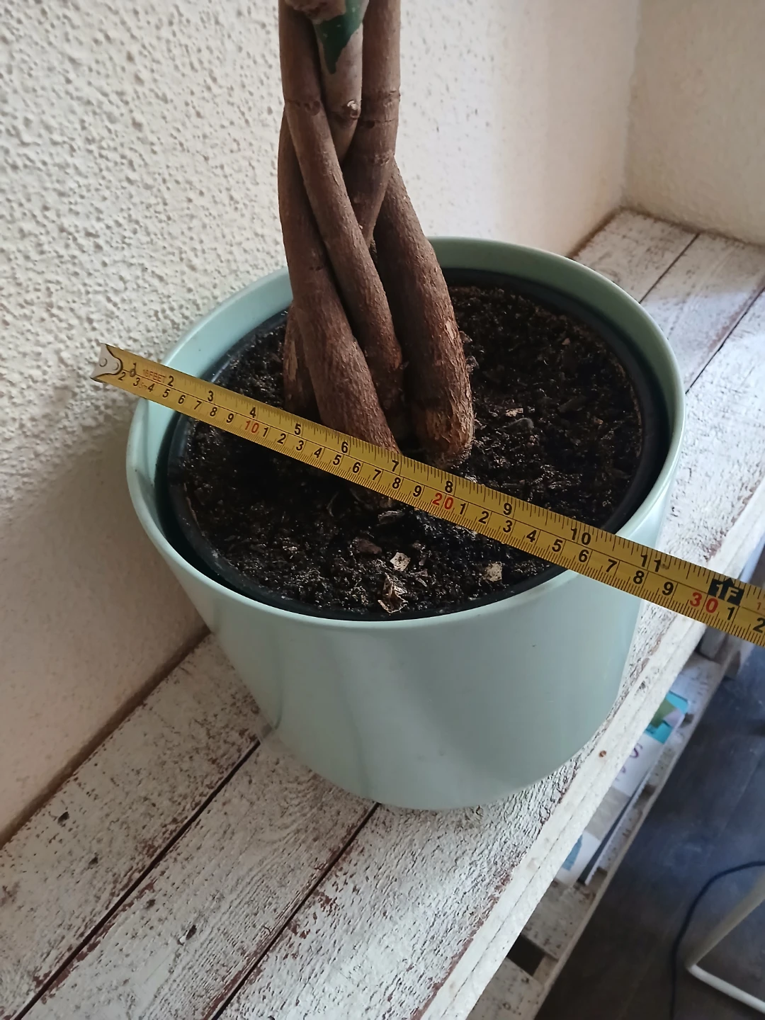 Braided Money Tree Plant - photo 2