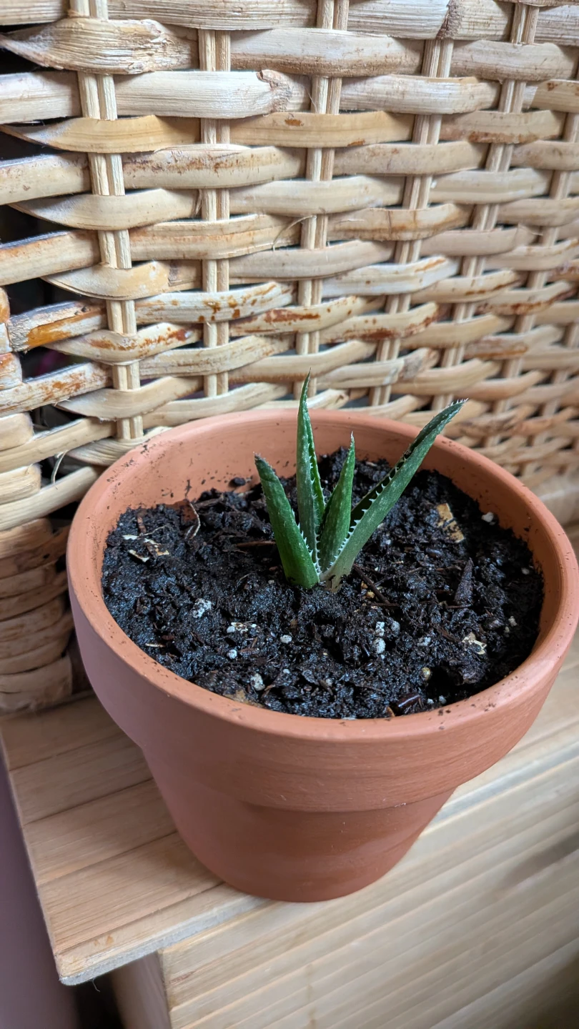Haworthia in Terracotta Pot