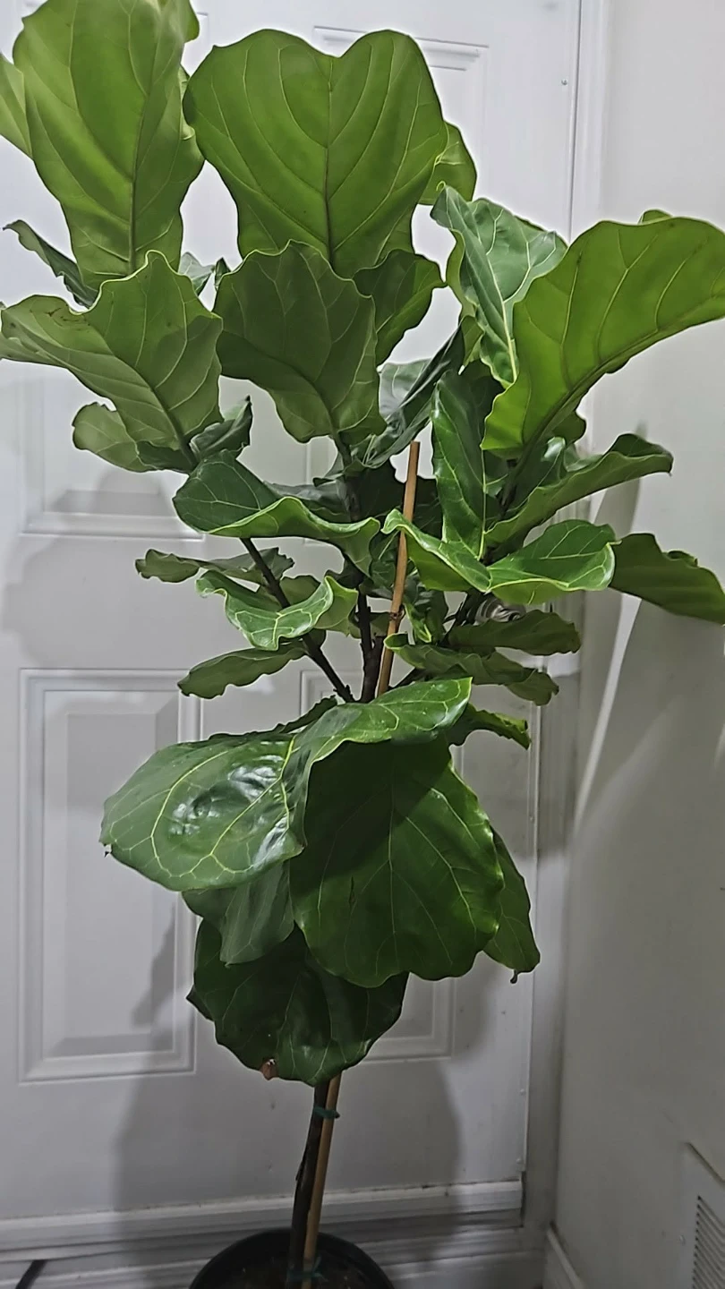 Large Fiddle Leaf Fig Plant