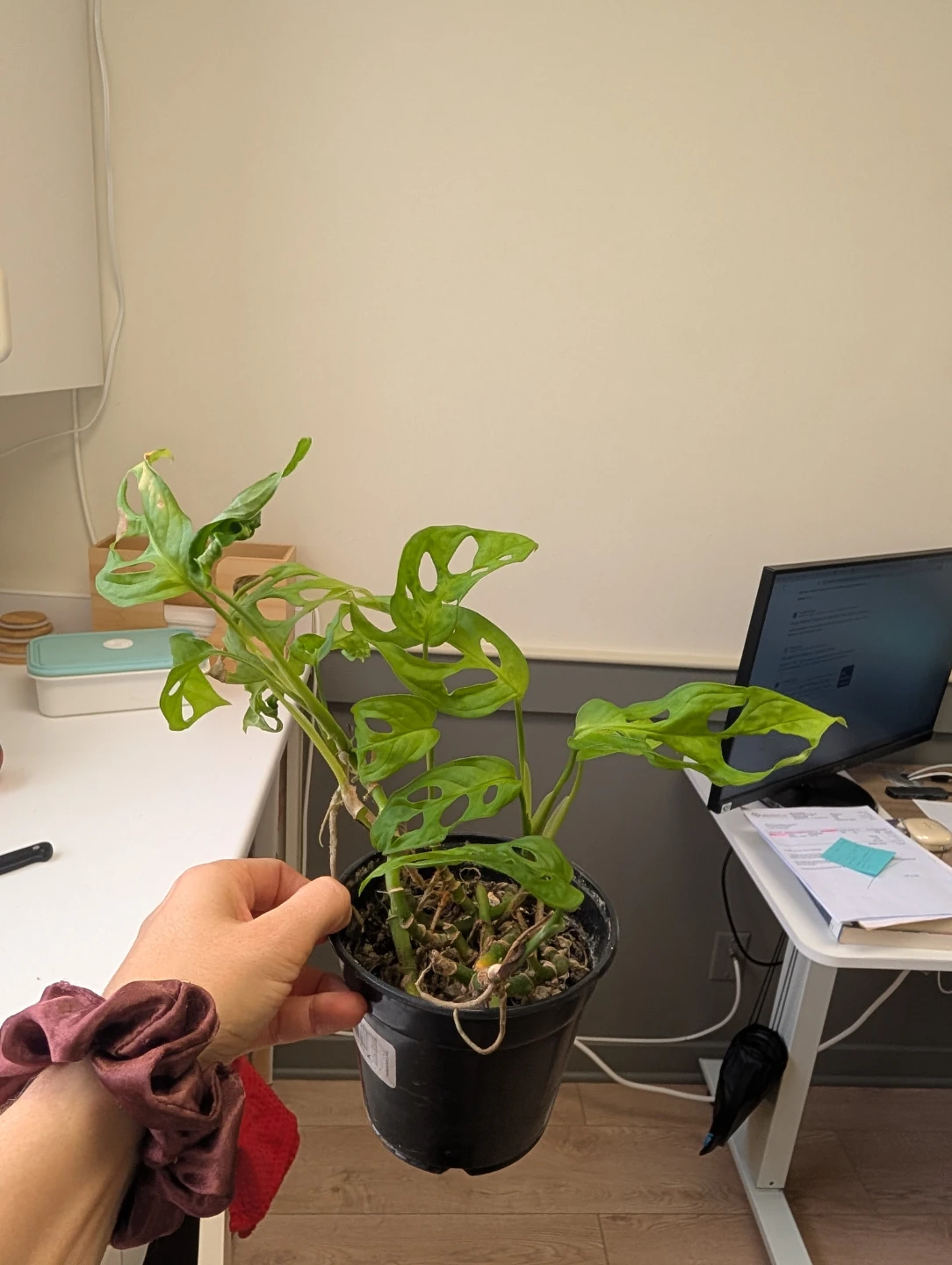 Monstera Adansonii plant (5 growing points) - photo 4