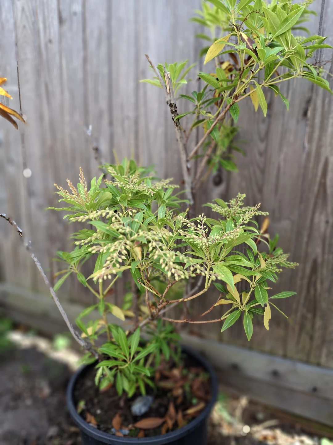 Pieris Japonica Shrub - photo 3