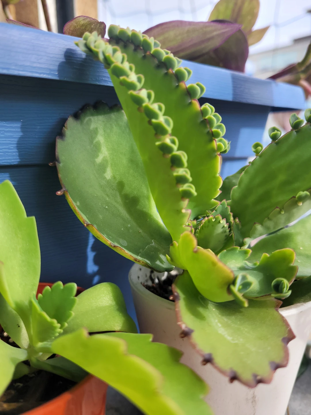 Mother of Thousands Succulent in Pot - photo 3