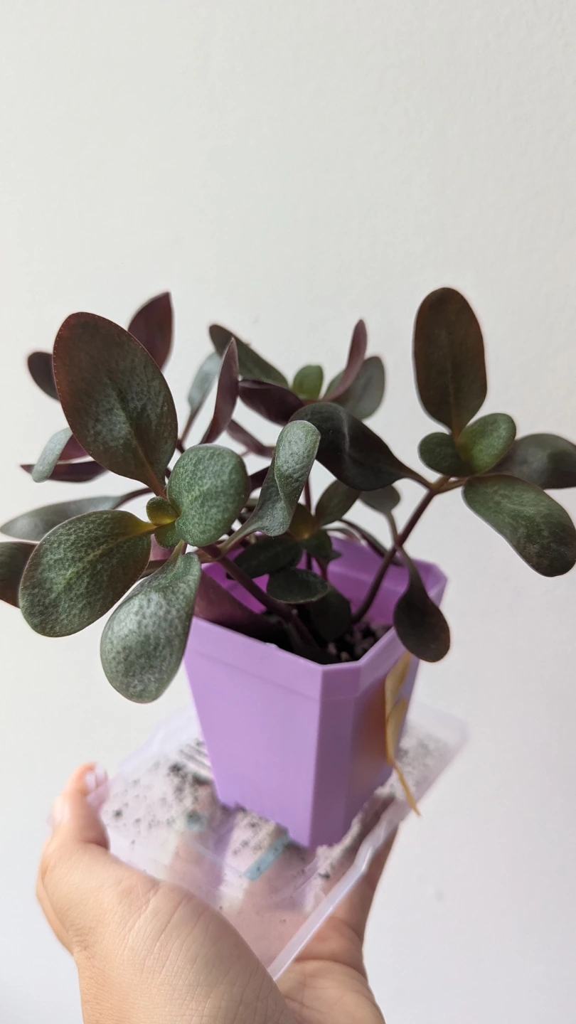 Small Potted Jade Plant - photo 2