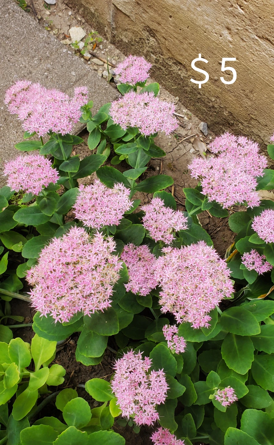Sedum