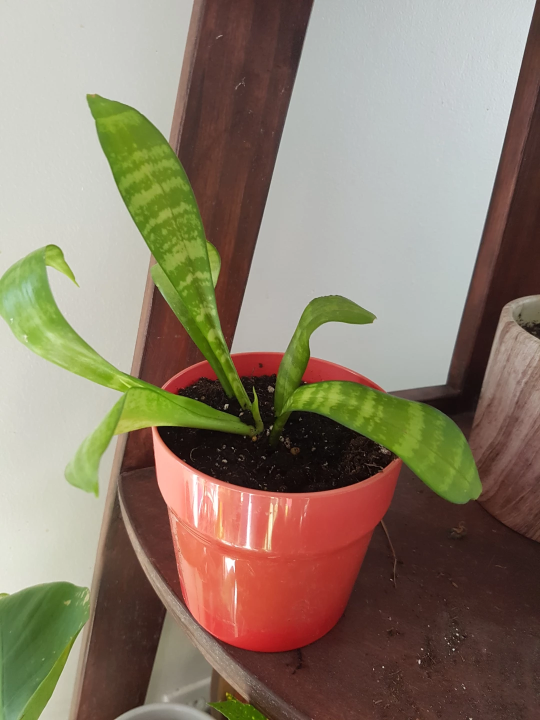 Snake Plant in Red Pot - photo 3