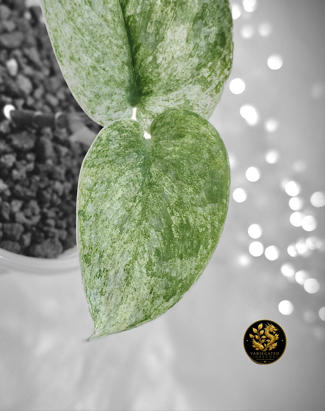 Scindapsus pictus Halimoon "Reflective Tide" - photo 2