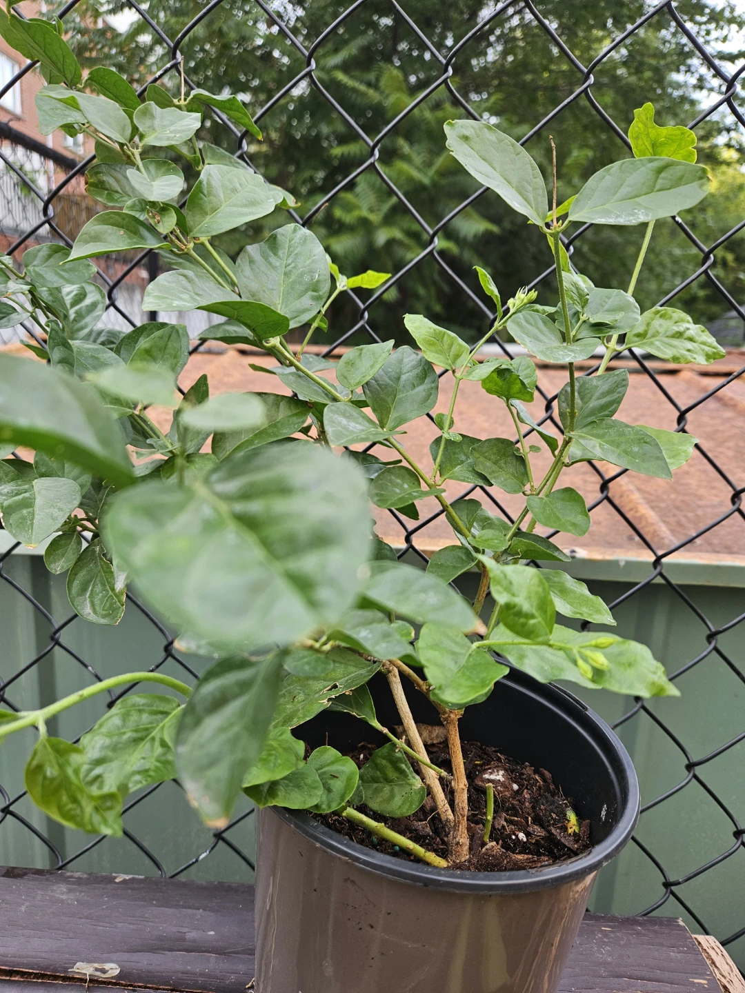 Jasmine Plant - photo 3