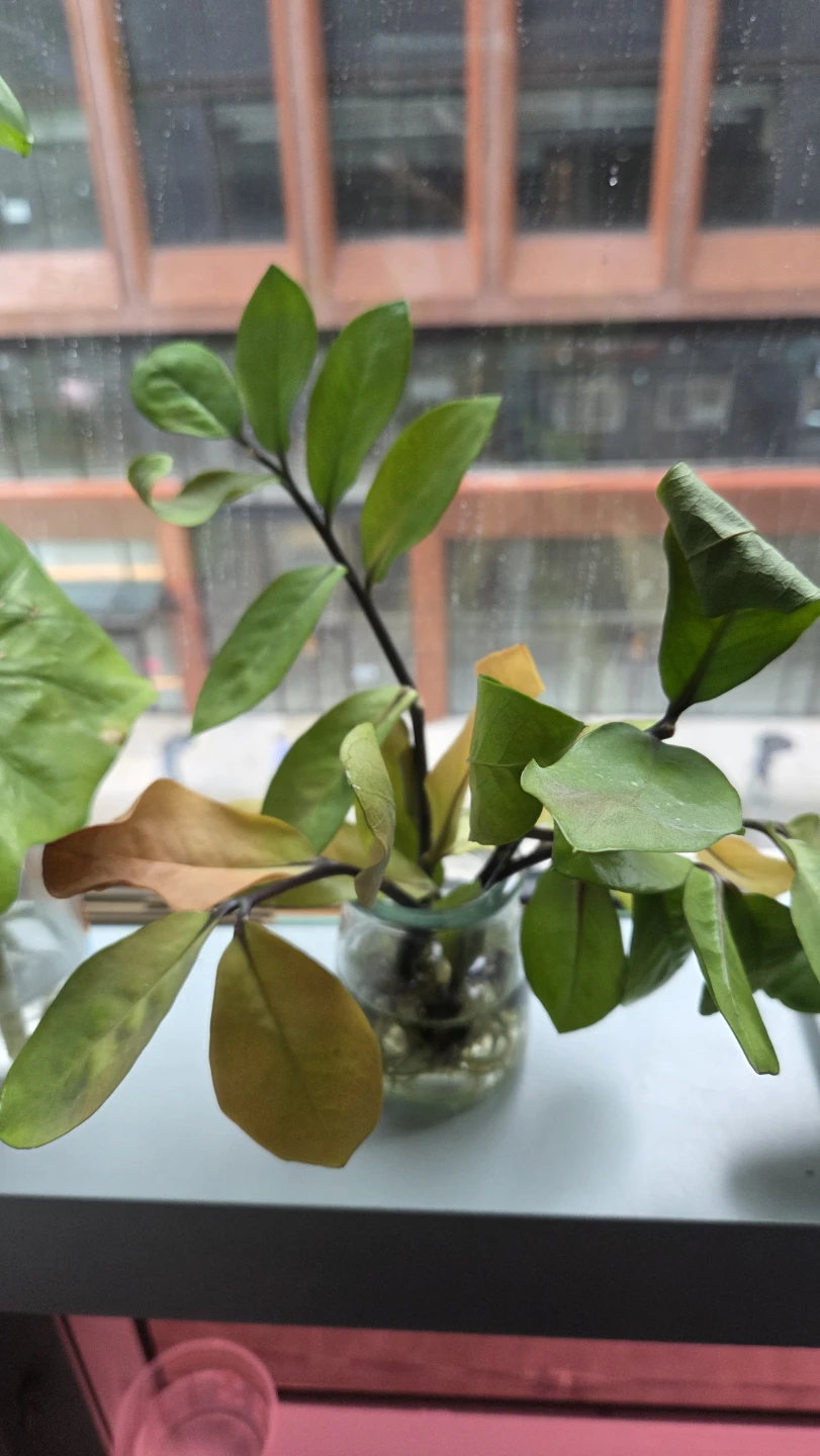 ZZ Plant Cutting in Glass Jar